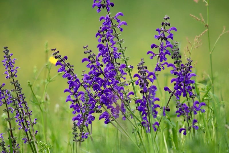 White Sage
