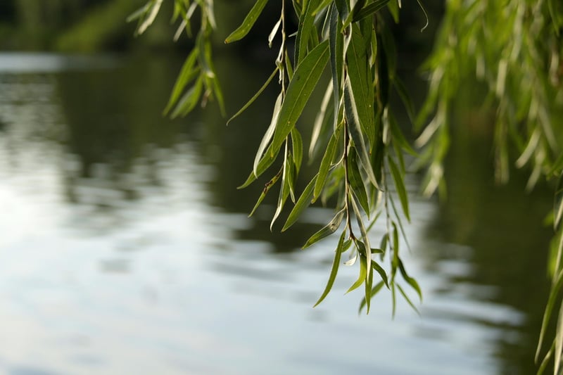 Mystic Willow of Secrets